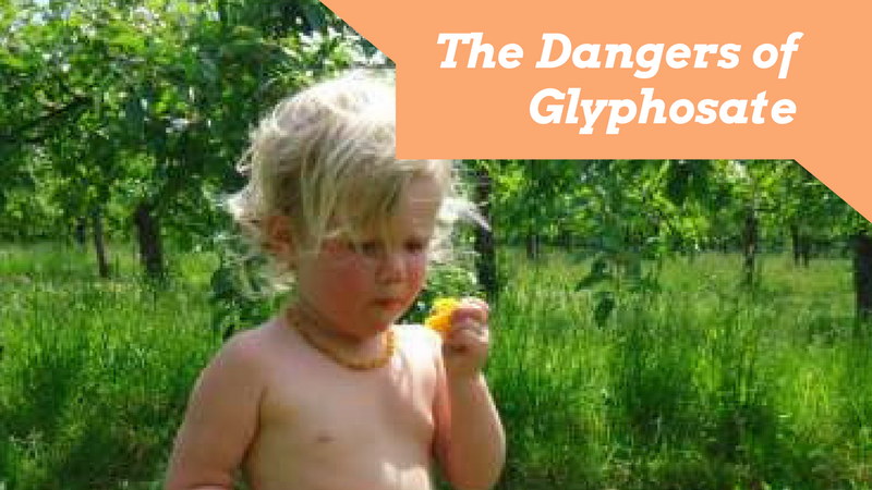 The Dangers of Glyphosate and Monsanto’s Roundup