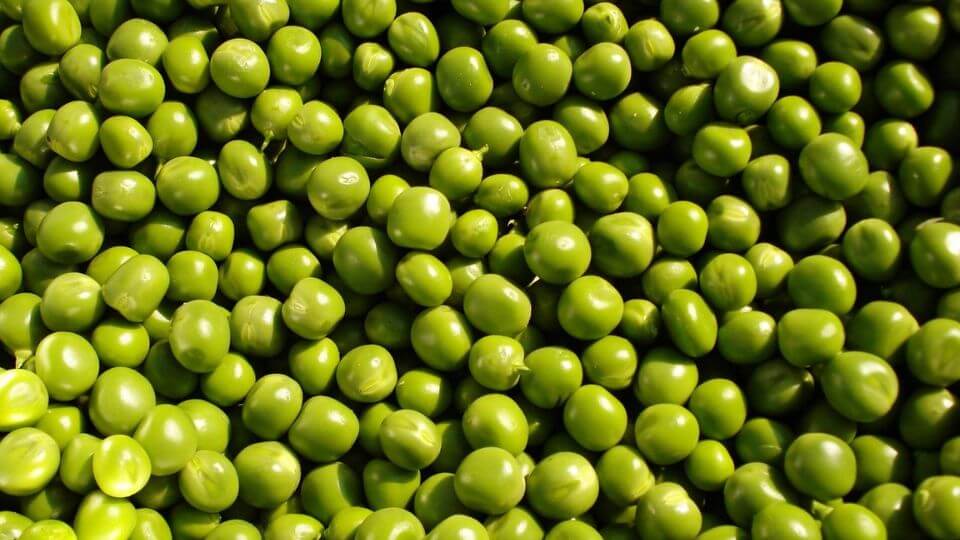 An image of peas, a fantastic protein source when turned into pea protein powder.