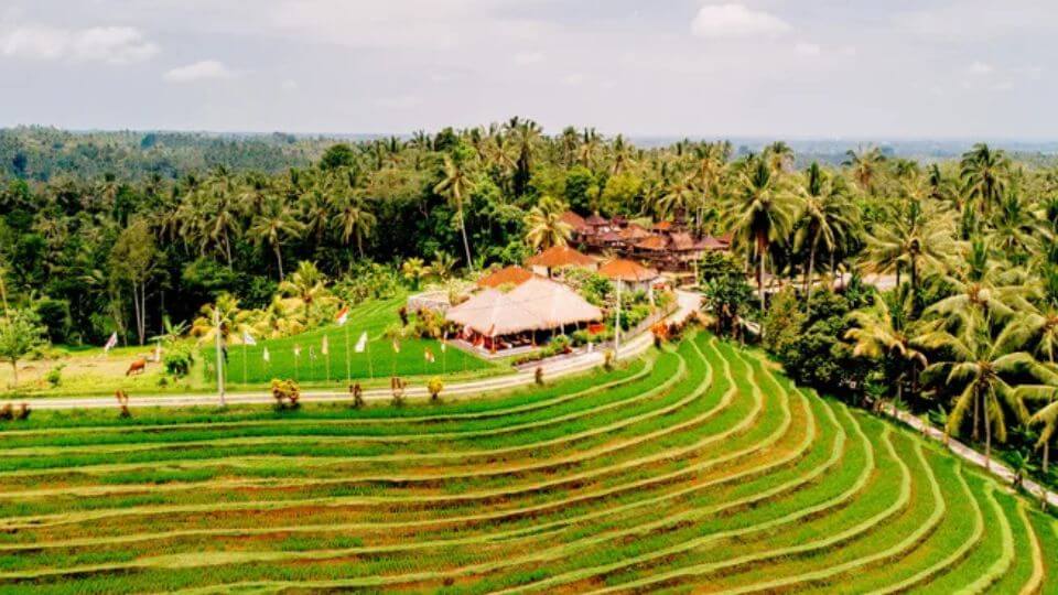 An overhead image of the Balitrees Retreat Centre on a hilltop with rice fields on one side and coconut trees on the other.