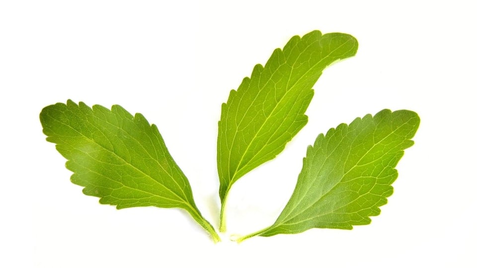 An image of three bright green stevia leaves.