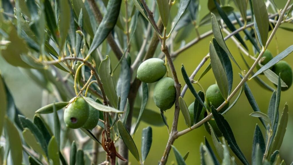 Close-up of olive tree branches with leaves and green olives.