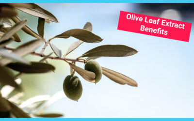 Olive Leaf Extract Benefits: An Evidence-Based Guide