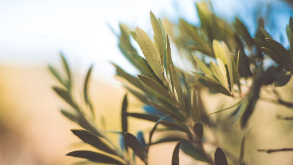olive branches against a fuzzy background of blue and brown.